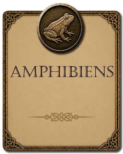 Amphibiens